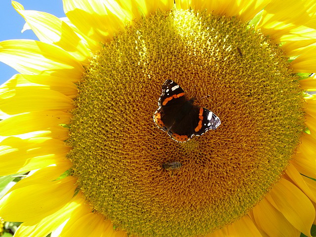 Sieht der Schmetterlich nicht schön aus?? Seht ihr auch die Biene??