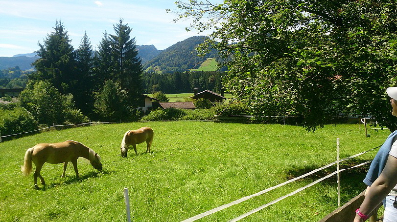 Pferde auf der Koppel. Hier mal keine Kühe!