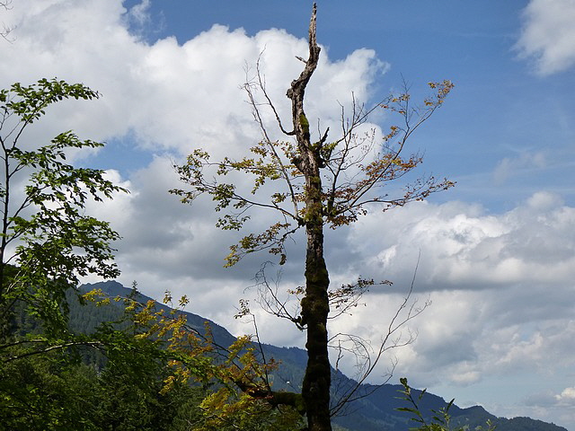 Waldsterben oder einfach nur alt? Zweites wäre besser.