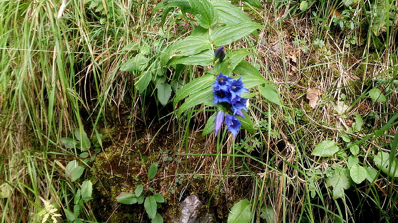 Blumen - sie werden so leicht übersehen, die Steine auf dem Weg sieht jeder!