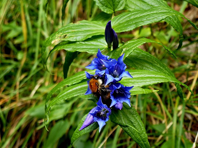 Seht ihr die Hummel?