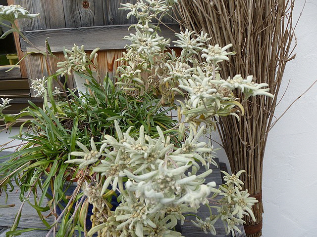 Gartenedelweiss - bitte nur anschauen damit andere Besucher auch etwas davon haben!