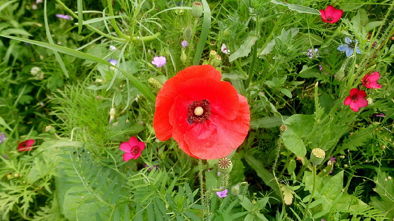 Klatschmohn!