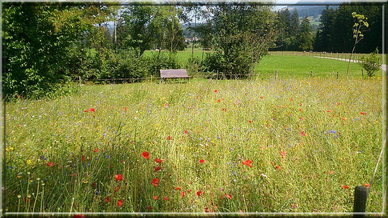 Ein wunderschönes Blumenfeld im Kurpark von Fischen.