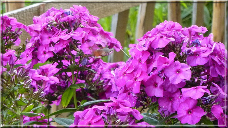 Wer siehrt das Taubenschwänzchen?