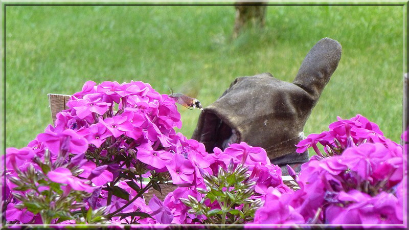Wer siehrt das Taubenschwänzchen? Hier auf diesem Bild ist es wieder zu sehen!