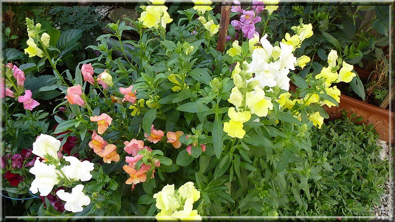 Löwenmäulchen im Garten, einfach schön anzusehen!