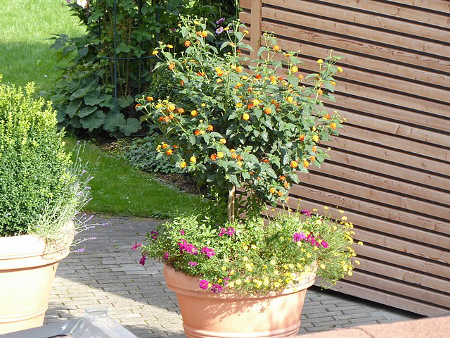 Orangenbäumchen in Nachbars Garten.