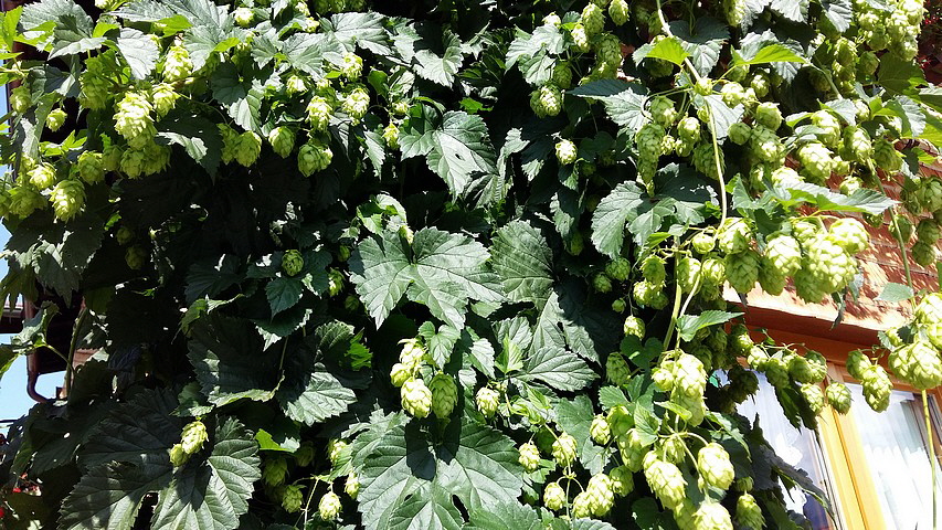 Wer will kann sein eigenes Bier brauen. Hopfen direkt beim Haus.