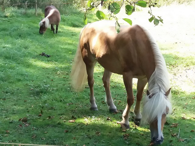 Haflinger am Wegesrand.