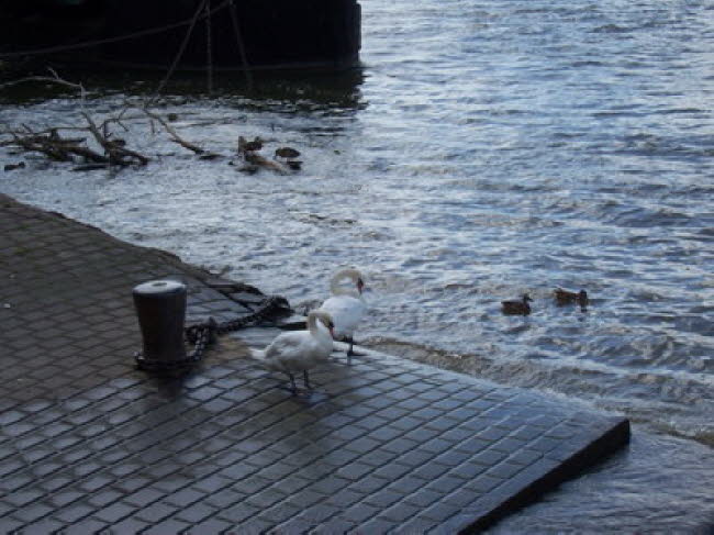 Am Biebricher Hafen 01 2007