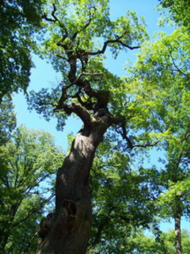 Schöner alter Baum auf dem Neroberg Wiesbaden 2007